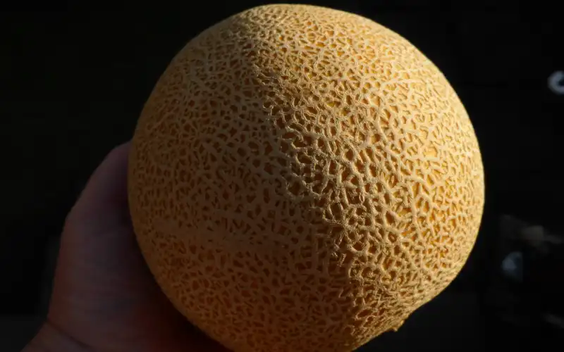 melon sucrin