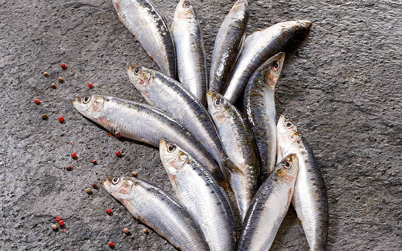 La sardine de Marseille, une vraie légende - Au Coeur du CHR