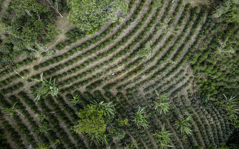 Agroforesterie, Nespresso, Costa Rica