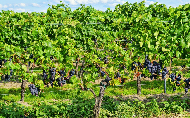 Les vins de Bourgogne résistent bien à la crise