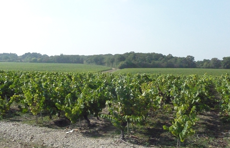 Un vent favorable souffle sur les vins de Loire