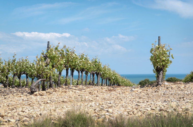 L’AOC Languedoc : l’eldorado en bouteille