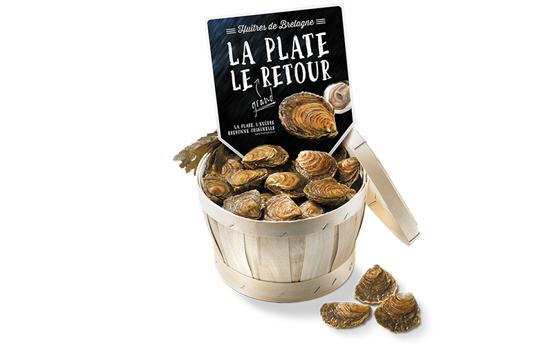 Le grand retour de l’huître plate bretonne