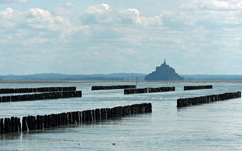 Les moules de bouchot de la baie du Mont-Saint-Michel, un coquillage entre terre et mer
