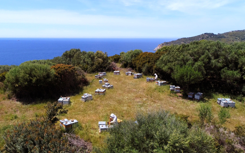 Aujourd'hui, 160 apiculteurs produisent sous l'AOP miel de Corse. Crédits : AOP miel de Corse.