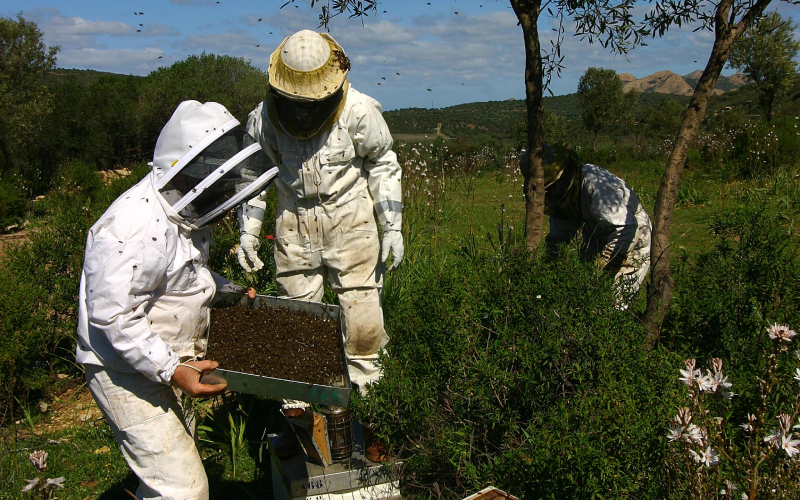 iL’abeille noire utilisée par les producteurs n’existe qu’en Corse. Crédits : J.Jouve.