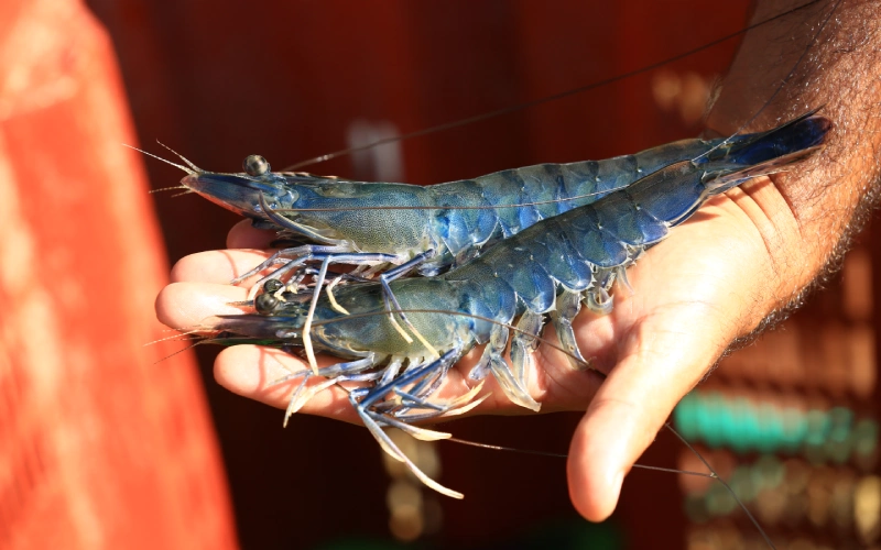 La gamba bleue de Nouvelle-Calédonie est une référence de qualité au Japon où elle est la seule crevette française reconnue « qualité sashimi ».