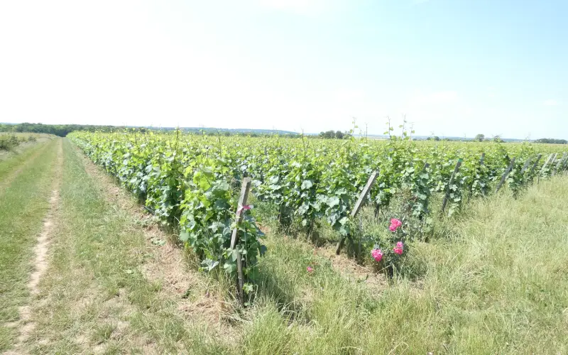vigne