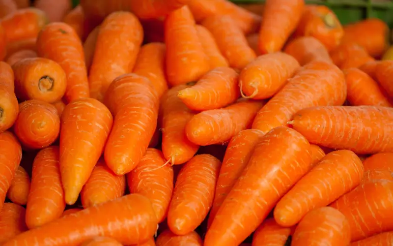 carottes grossistes CGF alimentaire