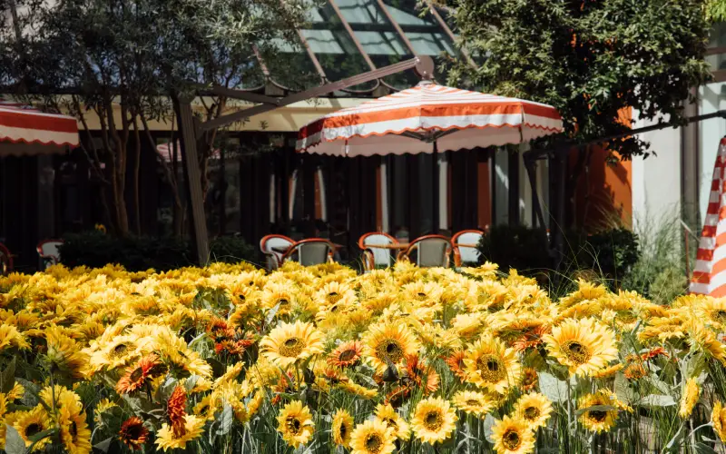 champ tournesols le royal monceau raffles paris