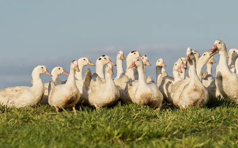 infiltré foie gras