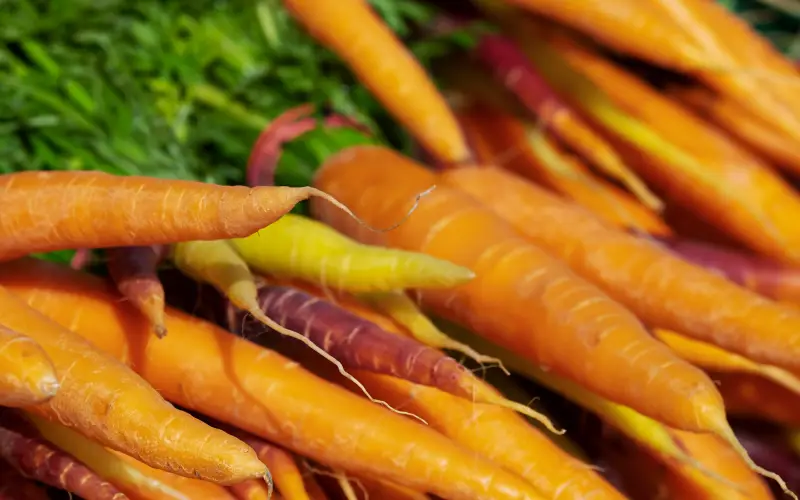 carottes commerce de gros