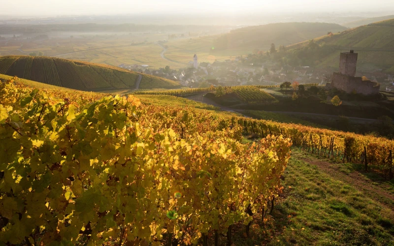 Bouteille de Riesling 2024 Grand Cru Wineck-Schlossberg