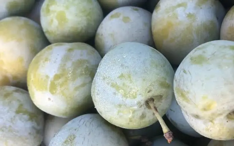 prune de vars